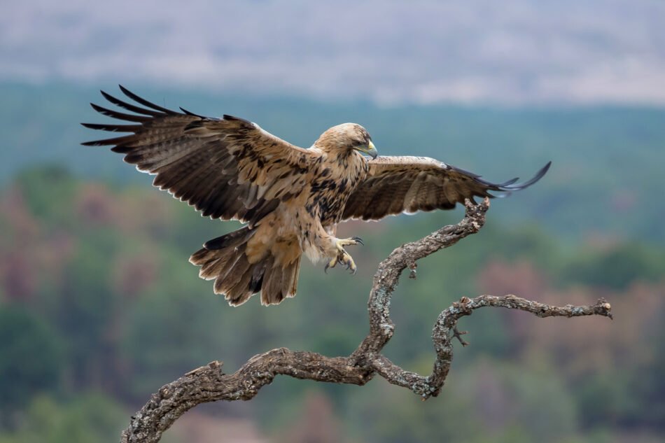 La fauna